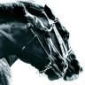 parimutuel